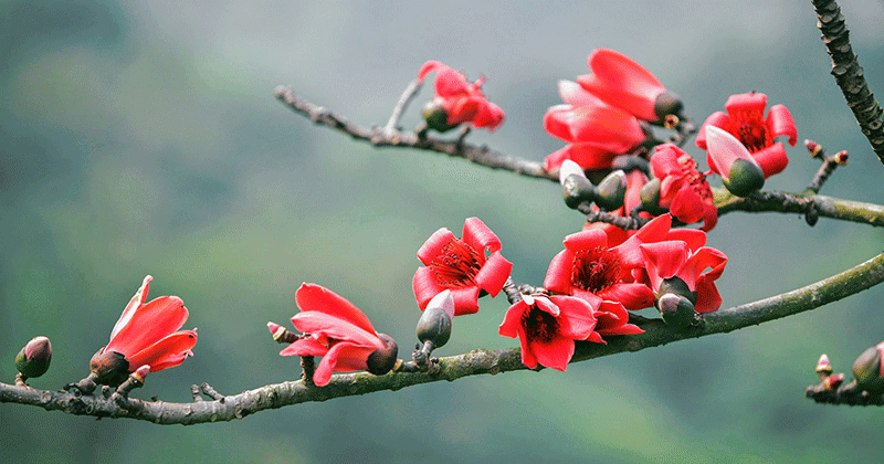 ĐỎ TRỜI HOA GẠO THÁNG BA